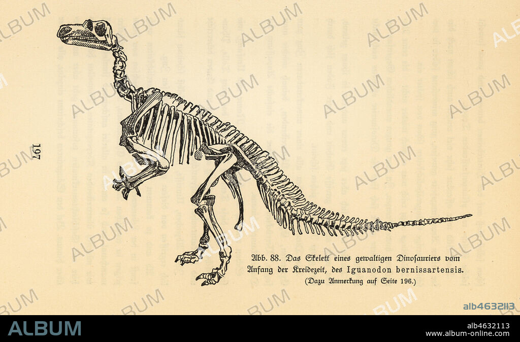 Fossil skeleton of an extinct Iguanodon bernissartensis, late Barremian to early Aptian, Early Cretaceous. Illustration from Wilhelm Bolsches Das Leben der Urwelt, Prehistoric Life, Georg Dollheimer, Leipzig, 1932.