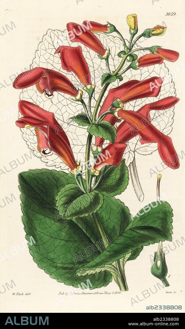 Gesneria fascialis (Gaping-flowered gesnera, Gesnera fascialis). Handcoloured copperplate engraving after a botanical illustration by Walter Fitch from William Jackson Hooker's Botanical Magazine, London, 1838.