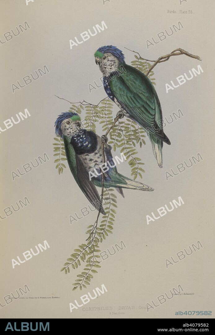 JOHN GOULD and MARC ATHANASE PARFAIT OEILLET DES MURS. Coryphilus Dryas. Parrots. The Zoology of the voyage of H.M.S. Sulphur under the command of Captain Sir E. Belcher. (Mammalia, by J. E. Gray. Birds, by J. Gould. Fish, by J. Richardson. Shells, by R. B. Hinds.) Edited ... by R. B. Hinds, etc. London, 1843-45. Source: 1255.k.5, plate 26. Language: French.