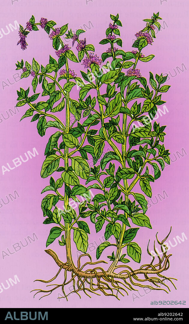 Pennyroyal refers to two plants in the mint family, Lamiaceae. The European pennyroyal, Mentha pulegium, (also called Squaw Mint, Mosquito Plant, Pudding Grass), is a plant in the mint genus, within the family Lamiaceae. Crushed Pennyroyal leaves exhibit a very strong fragrance similar to spearmint. Pennyroyal is a traditional culinary herb, folk remedy, and abortifacient. The essential oil of pennyroyal is used in aromatherapy. The Greeks incorporated pennyroyal into secret rituals of initiation. Amongst Celts, it is associated with the Great Mother, and it is usually considered a Venus herb.