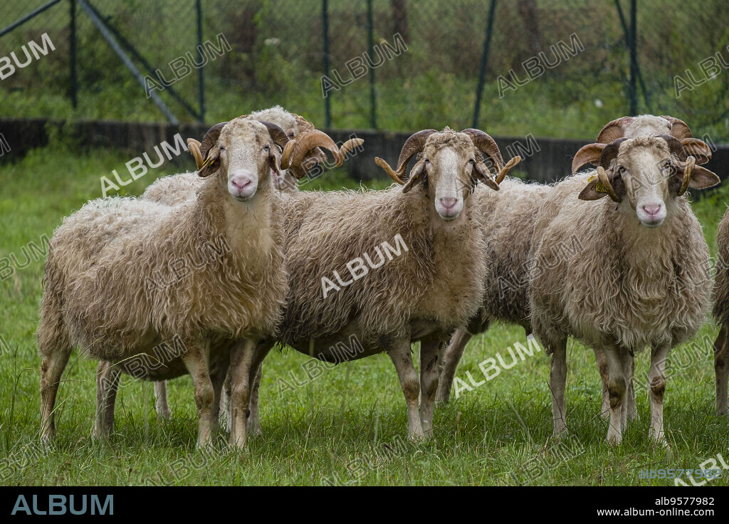 ovejas Laxas francesas, región de Aquitania, departamento de Pirineos Atlánticos, Francia.