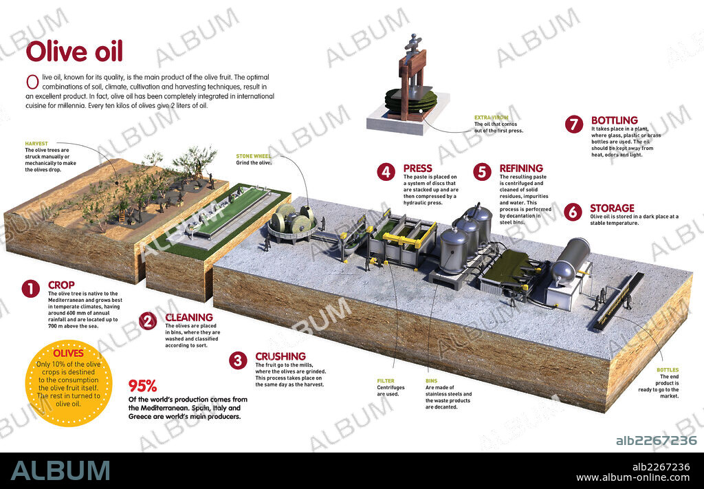 OLIVE OIL. Infographic about the process of elaboration of olive oil.