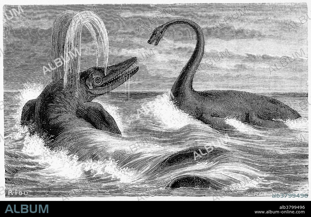 Ichthyosaurs were giant marine reptiles that resembled dolphins in a classic example of convergent evolution. They thrived during much of the Mesozoic era. During the middle Triassic Period, they evolved from as yet unidentified land reptiles that moved back into the water, in a development parallel to that of the ancestors of modern-day dolphins and whales. They ranged so widely in size, and survived for so long, that they are likely to have had a wide range of prey. Although ichthyosaurs looked like fish, they were not. They were particularly abundant in the Jurassic Period, until they were replaced as the top aquatic predators by another reptilian order named plesiosaurs in the Cretaceous Period. Plesiosauria is an order of Mesozoic marine reptiles. Plesiosaurs first appeared in the Early Jurassic Period and became especially common during the Jurassic Period, thriving until the Cretaceous-Paleogene extinction at the end of the Cretaceous Period. The typical plesiosaur had a broad body and a short tail. They retained their ancestral two pairs of limbs, which evolved into large flippers. All plesiosaurs had four paddle-shaped flipper limbs.