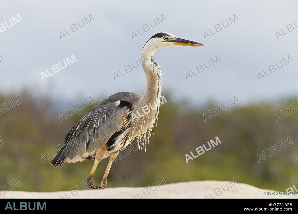 Adult great blue heron (Ardea herodias cognata), Las Bachas, Santa Cruz Island, Galapagos Islands, Ecuador, South America.