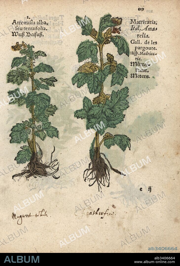 White wormwood, Artemisia herba-alba, and wild chamomile, Matricaria discoidea. Handcoloured woodblock engraving of a botanical illustration from Adam Lonicer's Krauterbuch, or Herbal, Frankfurt, 1557. This from a 17th century pirate edition or atlas of illustrations only, with captions in Latin, Greek, French, Italian, German, and in English manuscript.