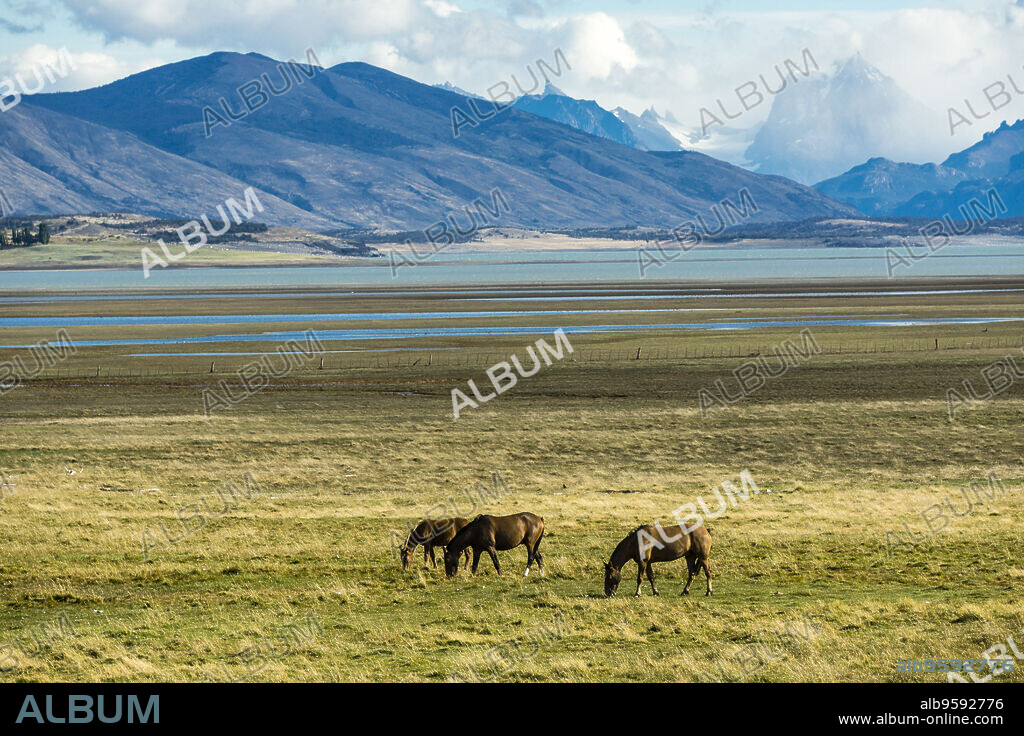 caballos en la pampa cercana al lago Roca, republica Argentina,Patagonia, cono sur, South America.