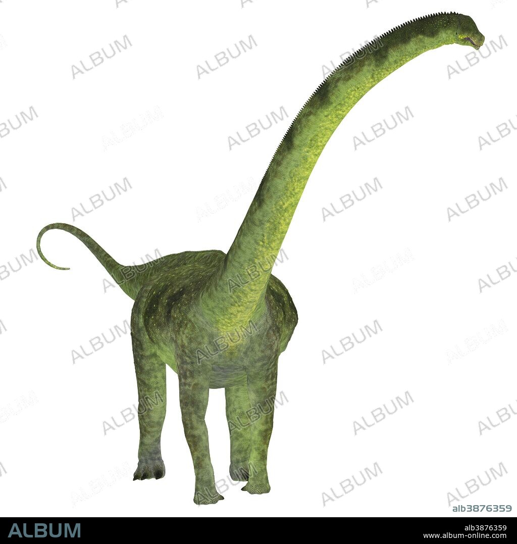 Puertasaurus dinosaur on white background. Puertasaurus was a herbivorous sauropod dinosaur that lived in Patagonia during the Cretaceous Period.