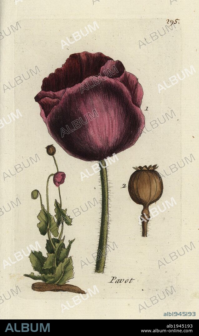 Opium poppy, Papaver somniferum. Handcoloured botanical drawn and engraved by Pierre Bulliard from his own "Flora Parisiensis," 1776, Paris, P. F. Didot. Pierre Bulliard (1752-1793) was a famous French botanist who pioneered the three-colour-plate printing technique. His introduction to the flowers of Paris included 640 plants.