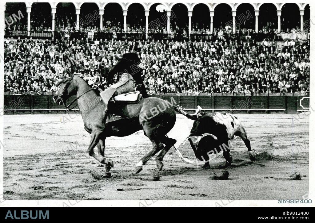 Sevilla, 08/07/1965. En la imagen, un caballo hijo de la yegua "Espléndida", que tantos triunfos dió a D. Álvaro Domecq Díez.