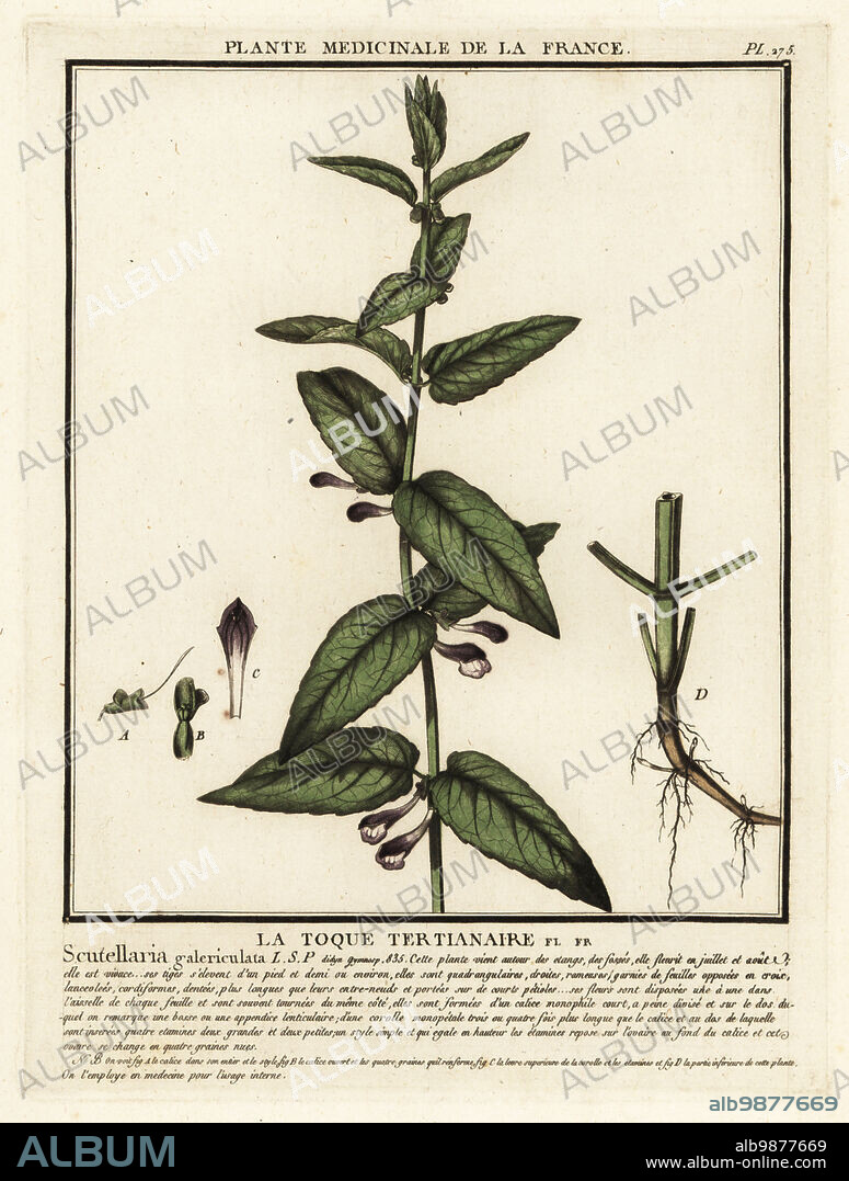 Common skullcap, marsh skullcap or hooded skullcap, La toque tertianaire, Scuttelaria galericulata. Copperplate engraving printed in three colours by Pierre Bulliard from his Herbier de la France, ou collection complete des plantes indigenes de ce royaume, Didot jeune, Debure et Belin, 1780-1793.