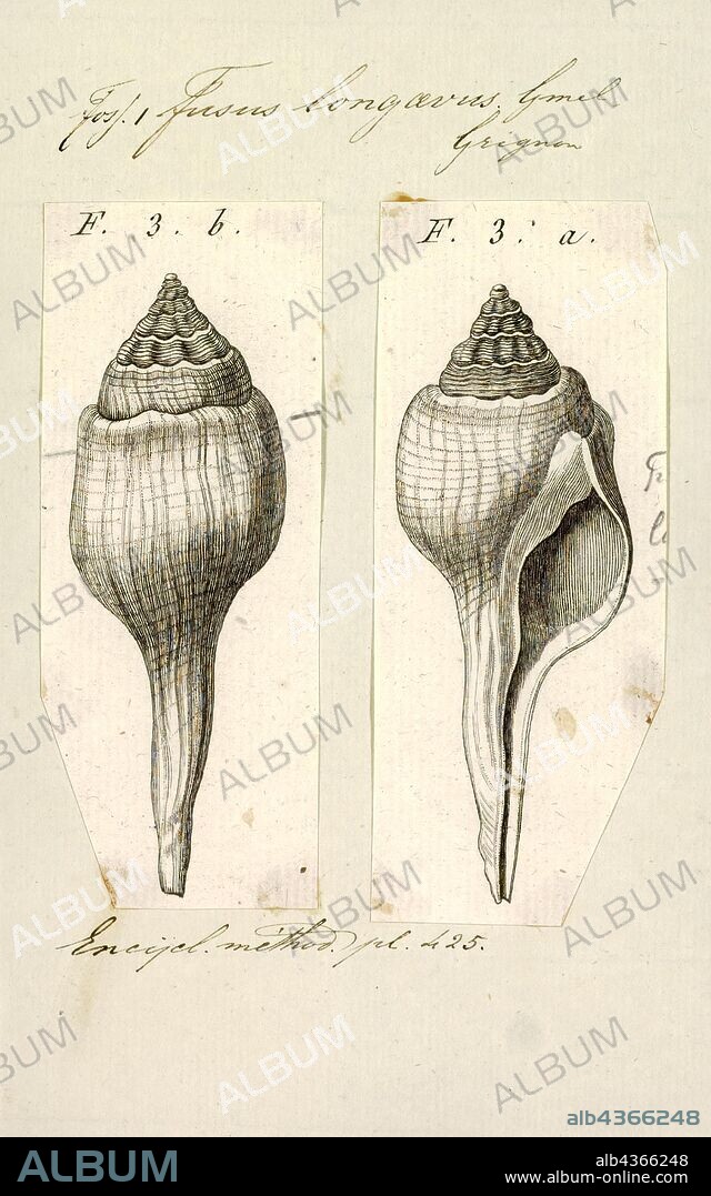 Fusus longaevus, Print, Fusus is a genus of small to large sea snails, marine gastropod mollusks in the family Fasciolariidae, the spindle snails and tulip snails.
