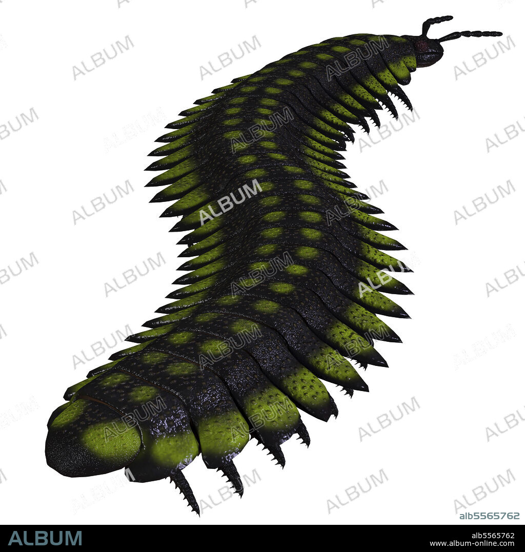 Arthropleura invertebrate of the Late Carboniferous Period. Arthropleura was a carnivorous centipede insect that lived in North America and Scotland during the Carboniferous Period.
