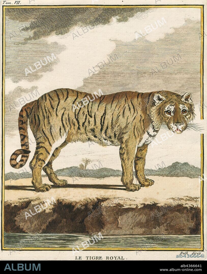 Felis tigris, Print, The tiger (Panthera tigris) is the largest species among the Felidae and classified in the genus Panthera. It is most recognisable for its dark vertical stripes on reddish-orange fur with a lighter underside. It is an apex predator, primarily preying on ungulates such as deer and wild boar. It is territorial and generally a solitary but social predator, requiring large contiguous areas of habitat, which support its requirements for prey and rearing of its offspring. Tiger cubs stay with their mother for about two years, before they become independent and leave their mother's home range to establish their own., 1700-1880.