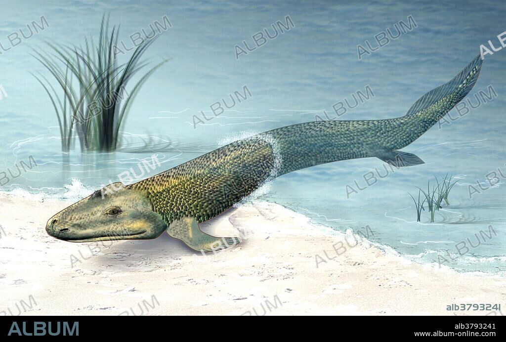 Tiktaalik roseae in shallow water. This fossil fish was a 375 million-year-old large aquatic predator with flattened head and body, represents an important intermediate step in the evolutionary transition from fish to animals that walked on land. A fossil of a Tiktaalik roseae was found in the Canadian Arctic in 2004. Results from a research study funded by the National Science Foundation show that the transition from aquatic to terrestrial lifestyle involved complex changes not only to appendages (fins to limbs) but also to the internal head skeleton.