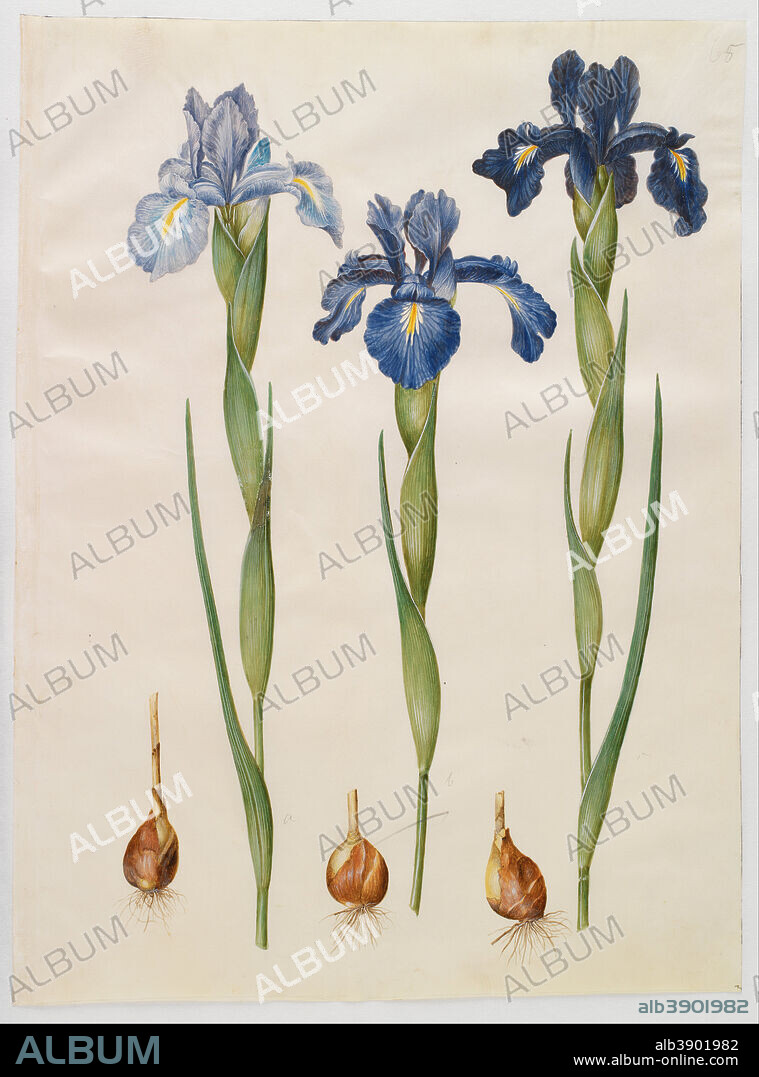 HANS SIMON HOLTZBECKER. Iris xiphioides. Date/Period: From 1649 until 1659. Painting. Gouache. Height: 505 mm (19.88 in); Width: 385 mm (15.15 in).