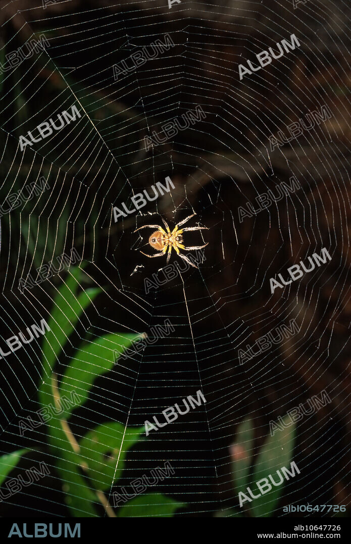 An orb-weaving spider (family Araneidae) in a web in the Amazon rainforest.