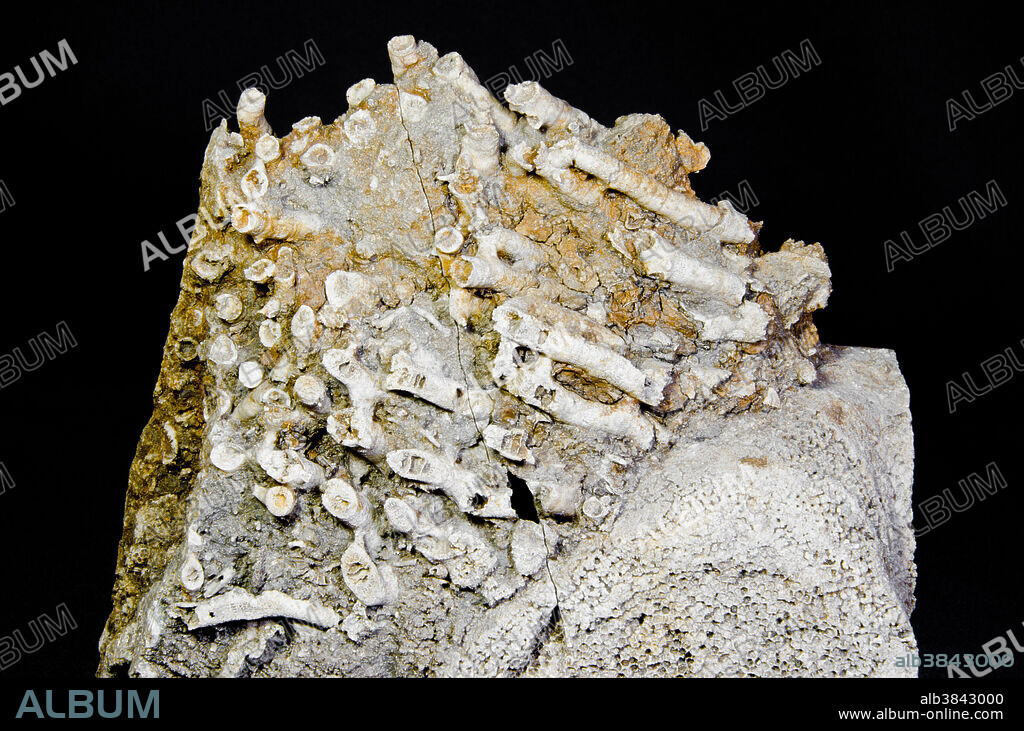 Colonial rugose coral fossil (Acinophyllum sp.). Middle Devonian Period. Jefferson County, Kentucky, USA.