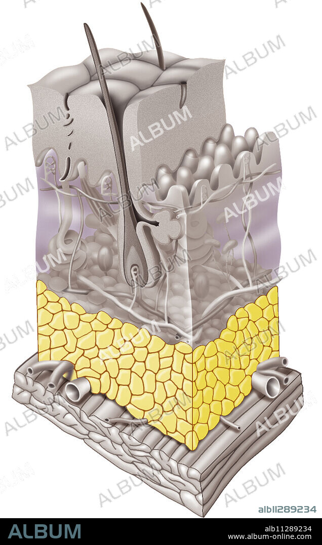 Illustration of adipose tissue, the layer of the hypodermis between the dermis and muscle layer, on a cross-section of skin.