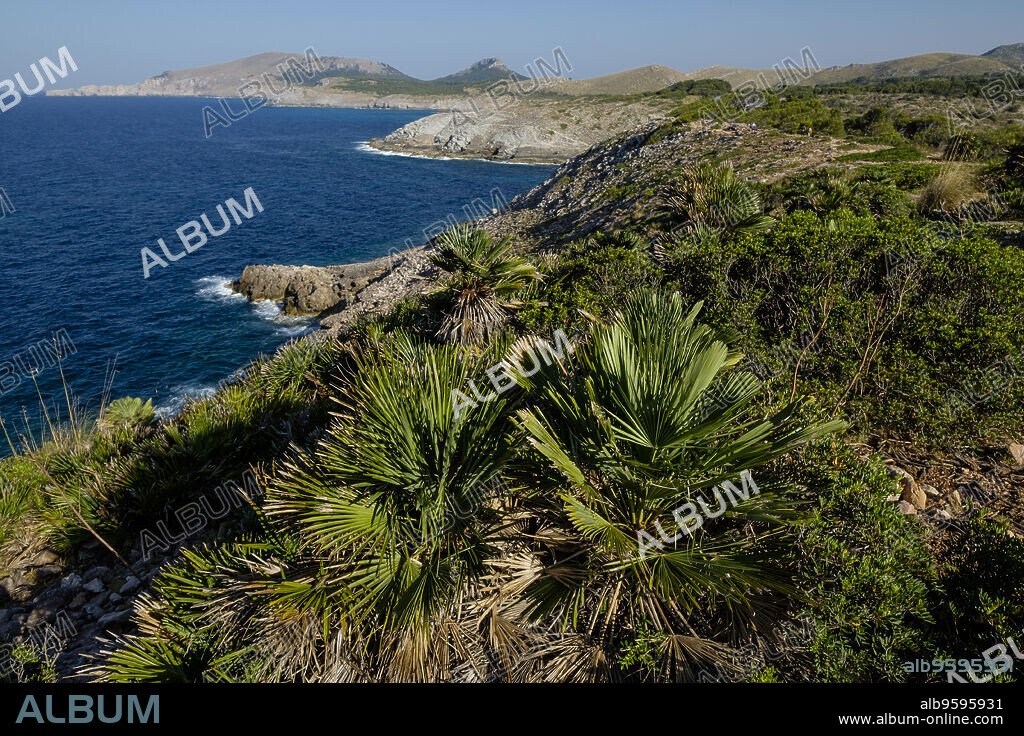 Pamito, Chamaerops humilis, es Matzoc ,Artá ,comarca del Levante, Mallorca, balearic islands, spain, europe.