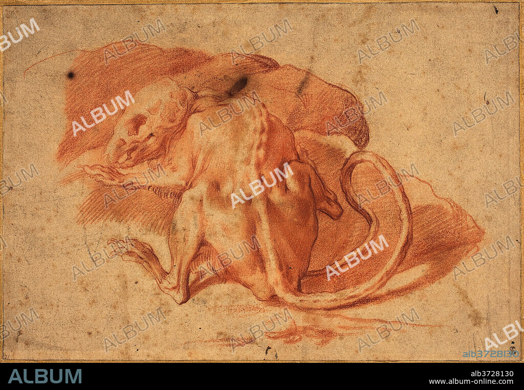 ATTRIBUTED TO PARMIGIANINO. A Skinned Rat. Dimensions: sheet: 15.5 x 22.4 cm (6 1/8 x 8 13/16 in.)  mount: 21.5 x 28.5 cm (8 7/16 x 11 1/4 in.). Medium: red chalk on laid paper.