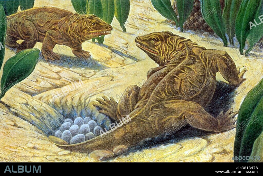 Seymouria was a reptile-like labyrinthodont (extinct amphibian subclass) from the early Permian of North America and Europe (approximately 280 to 270 million years ago). Seymouria was well adapted to life on land, with so many reptilian features it was first thought to be a primitive reptile. The dry climate of the Permian suited reptiles better than amphibians, but Seymouria had many reptilian features that helped it in this harsh environment. It had long and muscular legs, and may have had dry skin and the ability to conserve water. Seymouria, unlike amphibians and other early tetrapods, might have lived for extended periods of time away from water. If so, this would have allowed it to move about the landscape in search of insects, small amphibians, and other possible preys, such as the eggs of reptiles. Seymouriamorpha were a small but widespread group of limbed vertebrates (tetrapods) that have long been considered reptiliomorphs. Undated, no illustrator credited.
