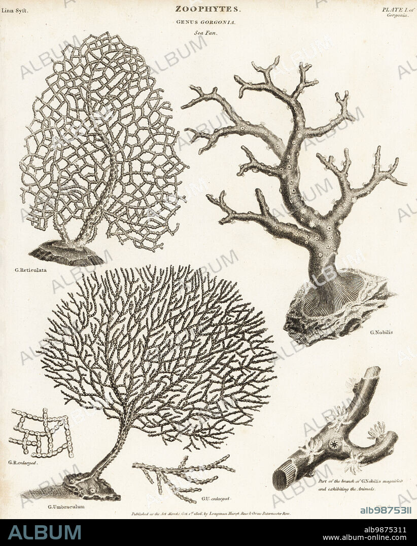 Gorgonian soft corals, Annella reticulata and Verrucella umbraculum, and red coral, Corallium rubrum. Copperplate engraving by Milton from Abraham Rees' Cyclopedia or Universal Dictionary of Arts, Sciences and Literature, Longman, Hurst, Rees and Orme, London, 1806.