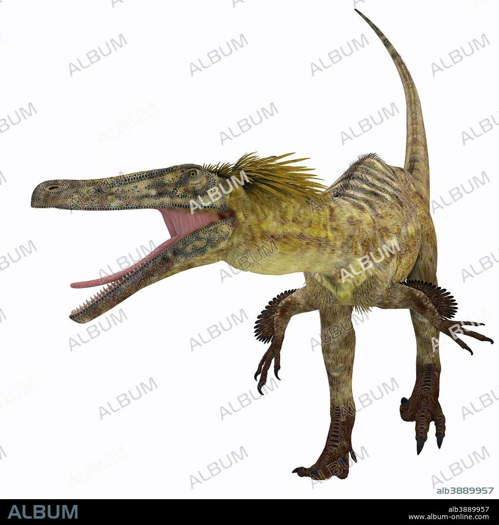 Austroraptor dinosaur, front view. Austroraptor was a carnivorous theropod dinosaur that lived in Argentina in the Cretaceous Period.