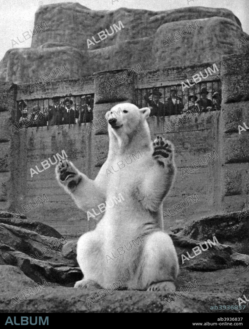 Polar bear on the Mappin Terrace at London Zoo, 1926-1927. Illustration from Wonderful London, volume I, edited by Arthur St John Adcock, published by Amalgamated Press (London, 1926-1927).
