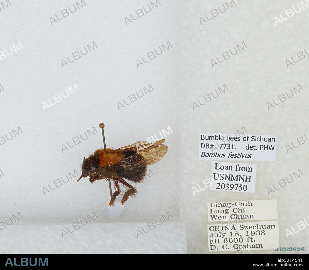 Linag-Chich, Lung Chi, Wen Chuan, Sichuan, China, Bombus (Festivobombus) festivus Smith, Animalia, Arthropoda, Insecta, Hymenoptera, Apidae, Apinae.