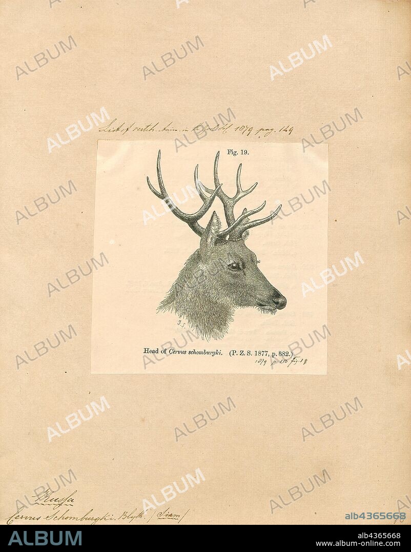 Cervus schomburgki, Print, The Schomburgk's deer (Rucervus schomburgki) was a member of the family Cervidae. Native to central Thailand, Schomburgk's deer was described by Edward Blyth in 1863 and named after Sir Robert H. Schomburgk, who was the British consul in Bangkok from 1857 to 1864. It is thought to have gone extinct by 1938, but there is speculation that the deer might still exist., 1879.