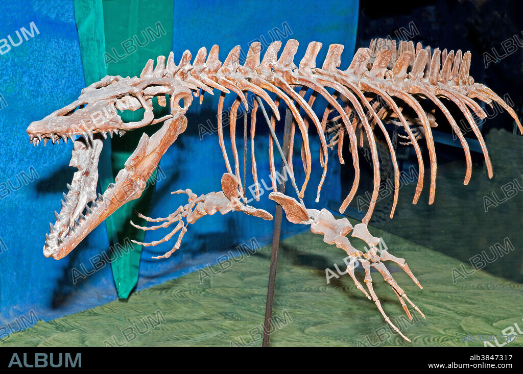 Mosasaur (Mosasaurus hoffmanni).