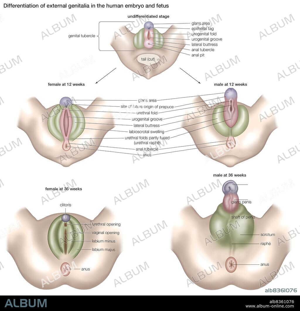 Differentiation of the external genitalia in the human embryo and fetus.
