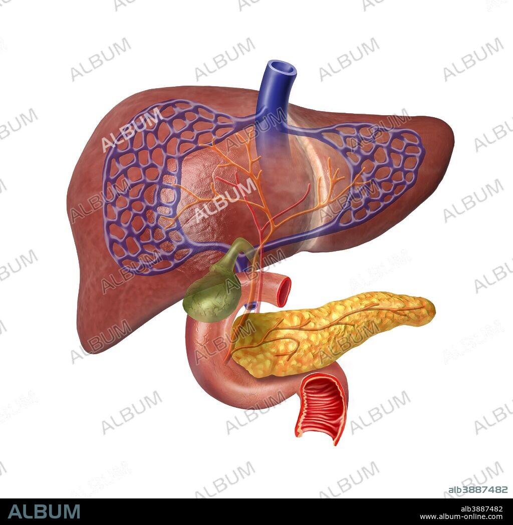 Human digestive system showing pancreas, duodenum, gall bladder, veins and arteries, isolated on white background.