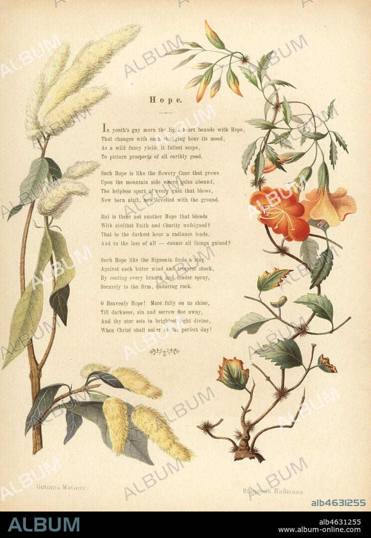 Poem with floral border of ukshi, Getonia floribunda, and trumpet vine, Campsis radicans. (Getonia mutans, Bignonia radicans). Chromolithograph after a botanical illustration by Emily Eden from Flowers from an Indian Garden: Second Series: Hope, Breidenbach & Co, Dusseldorf, 1860s. Eden was an English female aristocratic writer, novelist and traveler who accompanied her brother George in India from 1836 to 1842.