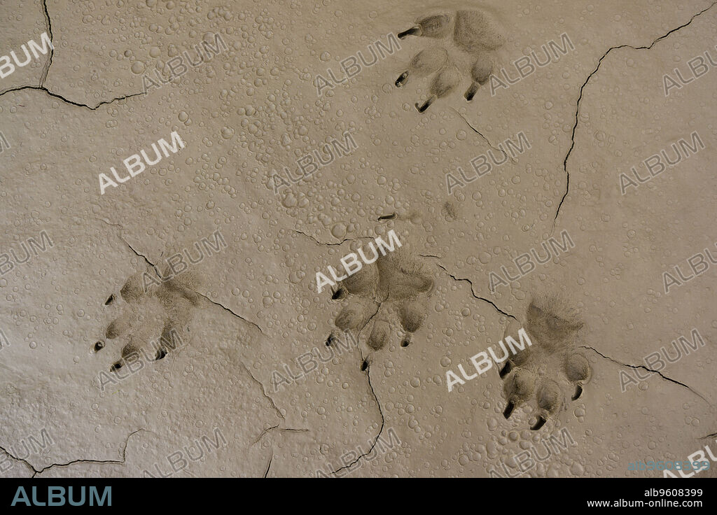 huellas de zorro, vulpes vulpes, barranco grande de Castilltierra, Bardenas reales.Reserva de la Biosfera,comunidad foral de Navarra, Spain.