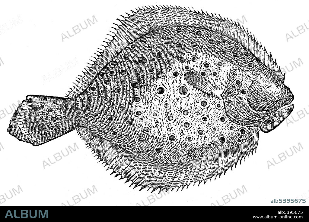 Woodcut, Rhombusaculeatus alter, plaice, Pleuronectidae, Pleuronectes platessa, flatfish, Pleuronectiformes, Actinopterygii, ray-finned fish, eyes on its right side, spotted, edible fish, Aldrovandi, Historia Monstrorum, 1642, Renaissance