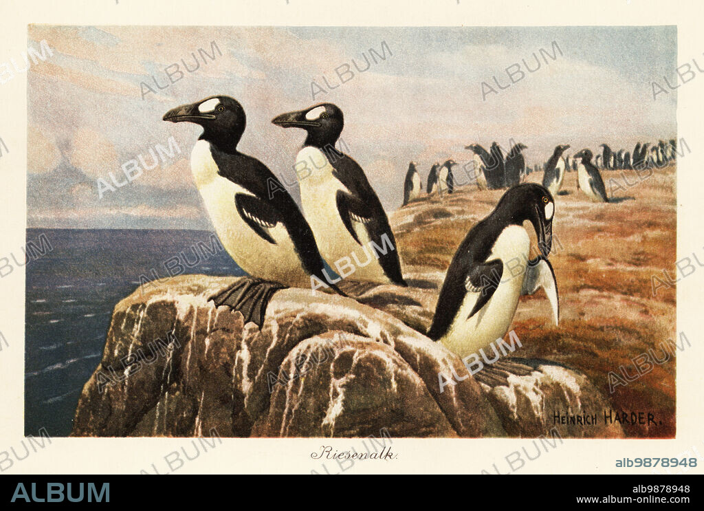 Great auks standing on the edge of a cliff. The great auk, Pinguinus impennis, was a large, flightless alcid bird that was hunted to extinction in the mid-19th century. Riesenalk.Colour printed illustration by Heinrich Harder from Wilhelm Bolsches Tiere der Urwelt (Animals of the Prehistoric World), Reichardt Cocoa company, Hamburg, 1908. Heinrich Harder (1858-1935) was a German landscape artist and book illustrator.