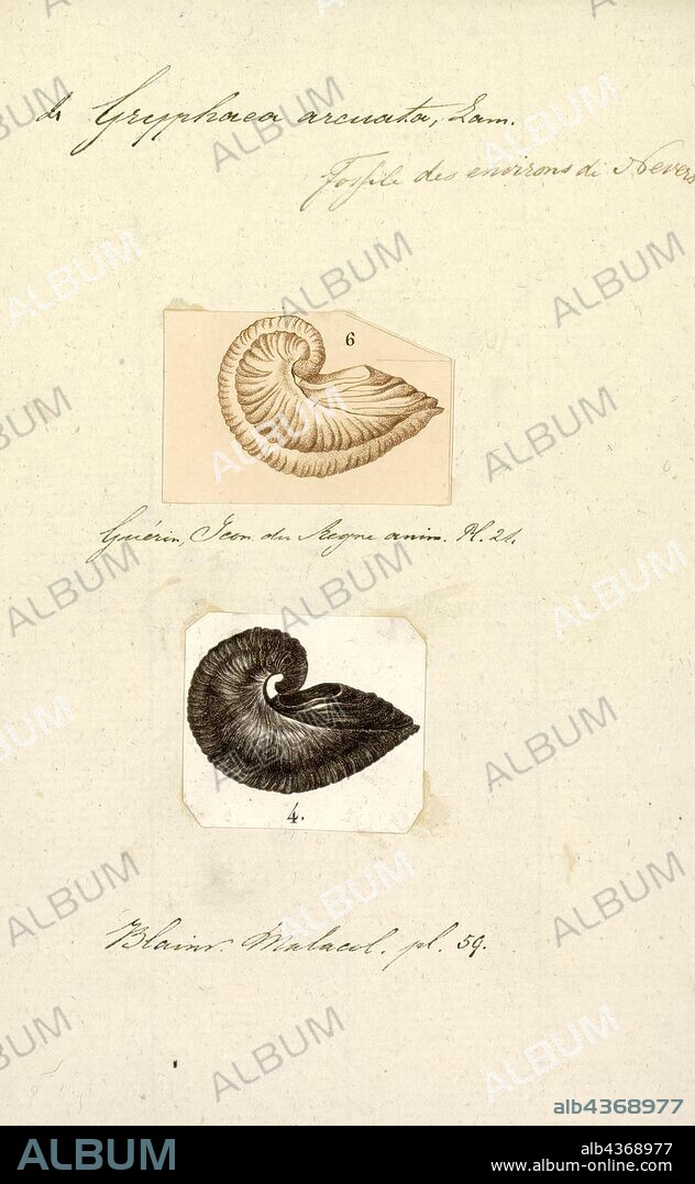 Gryphaea arcuata, Print, Gryphaea arcuata is an extinct species of foam oyster, a bivalve mollusc in the family Gryphaeidae from the Early Jurassic of Europe.