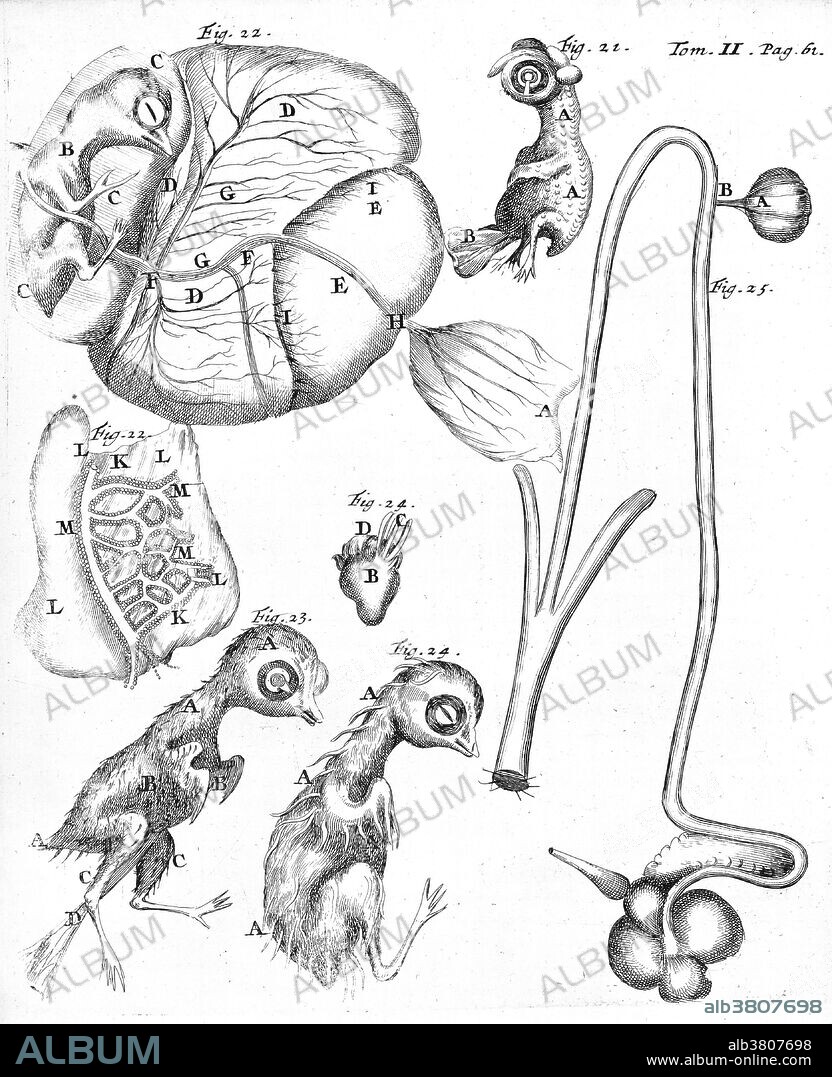 Chick Embryology, Malpighi, 1687