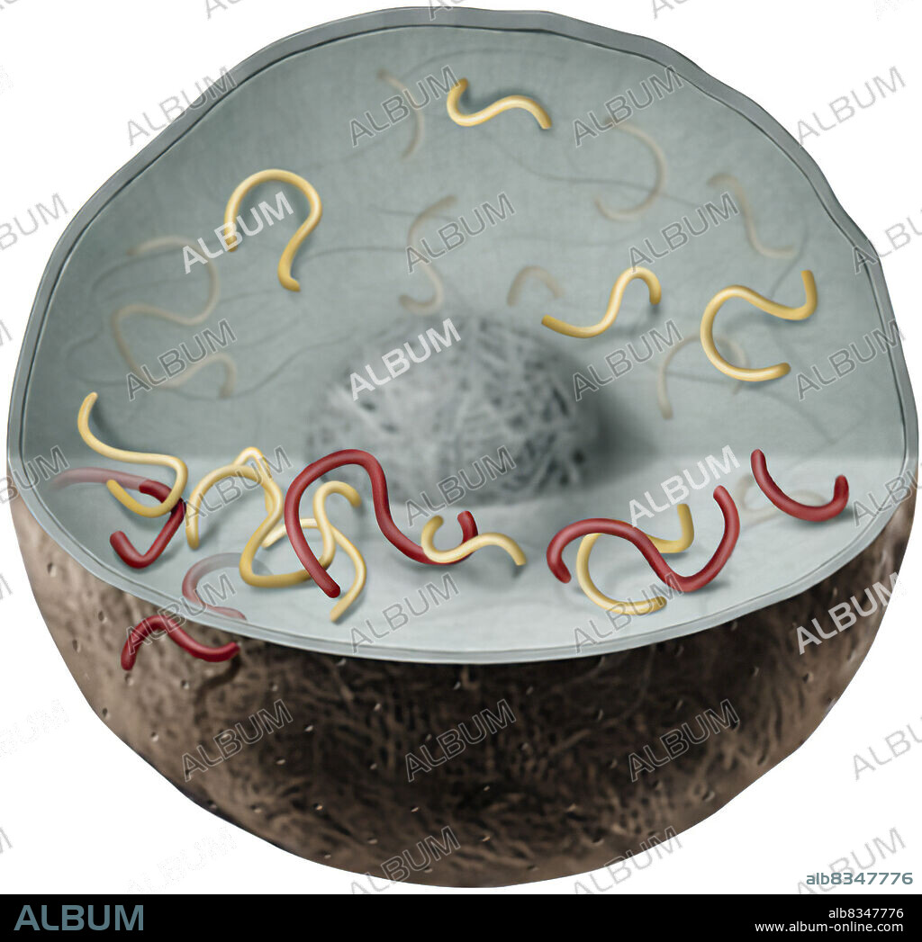 Nucleic acid is the genetic material of the virus. It is injected into the host cell whose structures it uses in order to multiply.