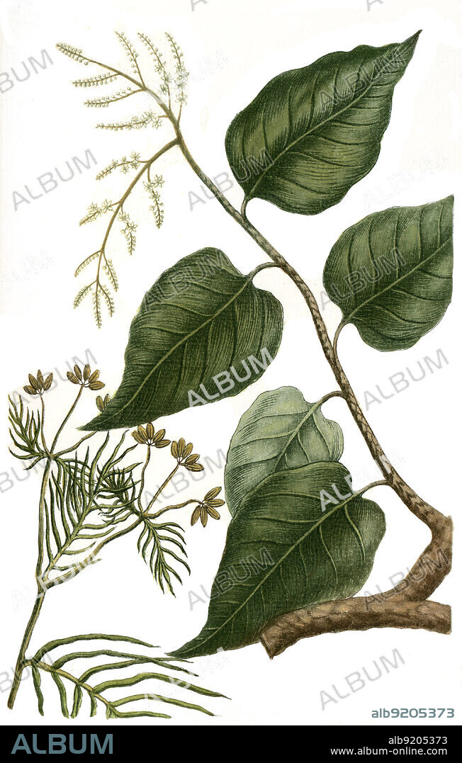 Kreuzkümmel, Cuminum cyminum, auch Kumin oder Cumin, Cuminum, auch Cyminum, Römischer Kümmel / Cumin, Cuminum cyminum, is a flowering plant in the family Apiaceae, Digital retuschierte Illustration aus Phytanthoza iconographica von Johann Wilhelm Weinmann, Maler Bartholomäus Seutter und Kupferstecher Johann Jakob Haid und Johann Elias Ridinger, 1740 / Digitally retouched illustration from Phytanthoza iconographica by Johann Wilhelm Weinmann, painter Bartholomäus Seutter and engravers Johann Jakob Haid and Johann Elias Ridinger, 1740.