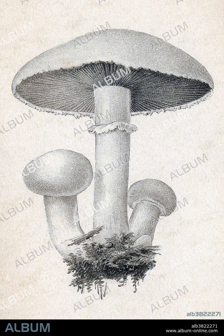 Common field mushroom. Agaricus campestris is commonly known as the field mushroom or, in North America, meadow mushroom. It is a widely eaten gilled mushroom, A fungus is any member of a large group of eukaryotic organisms that includes microorganisms such as yeast and molds, as well as the more familiar mushrooms. These organisms are classified as a kingdom, Fungi, which is separate from plants, animals, protists, and bacteria. They have long been used as a source of food, as a leavening agent for bread, and in fermentation of various food products, such as wine, beer, and soy sauce. Since the 1940s, fungi have been used for the production of antibiotics, and, more recently, various enzymes produced by fungi are used industrially and in detergents. The fruiting structures of a few species contain psychotropic compounds and are consumed recreationally or in traditional spiritual ceremonies. Little is known of the true biodiversity of Kingdom Fungi, which has been estimated at 1.5 million to 5 million species, with about 5% of these having been formally classified. Undated, no illustrator credited.