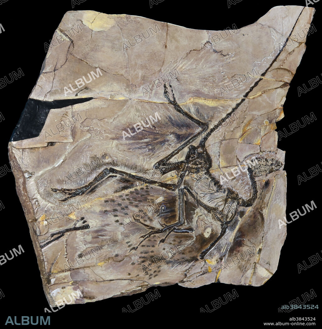 Anchiornis huxleyi fossil, a feathered, bird-like dinosaur from the late Jurassic, 161-151 million years ago, Liaoning Province, China. Feather imprints are clearly visible around the limbs and the body. In one Anchiornis fossil, palaeontologists found remains of melanosomes - structures that produce colour - and they could infer that these dinosaurs were multi-coloured.