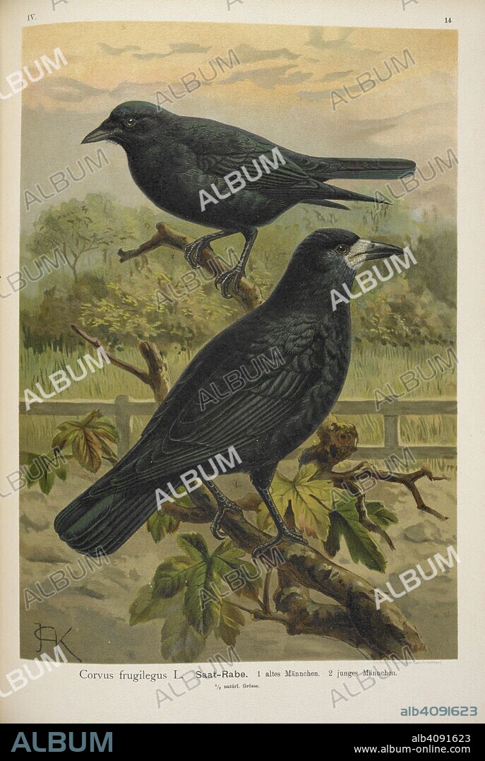 JOHANN ANDREAS NAUMANN. Corvus frugilegus. Saat-Rabe. The rook. Naturgeschichte der VoÌˆgel Mittel-Europas. ... Herausgegeben von Dr. C. R. Hennicke, etc. Gera-Untermhaus, 1905 [1896-1905]. Source: 7208.l.1 vol.II Band IV plate 14.