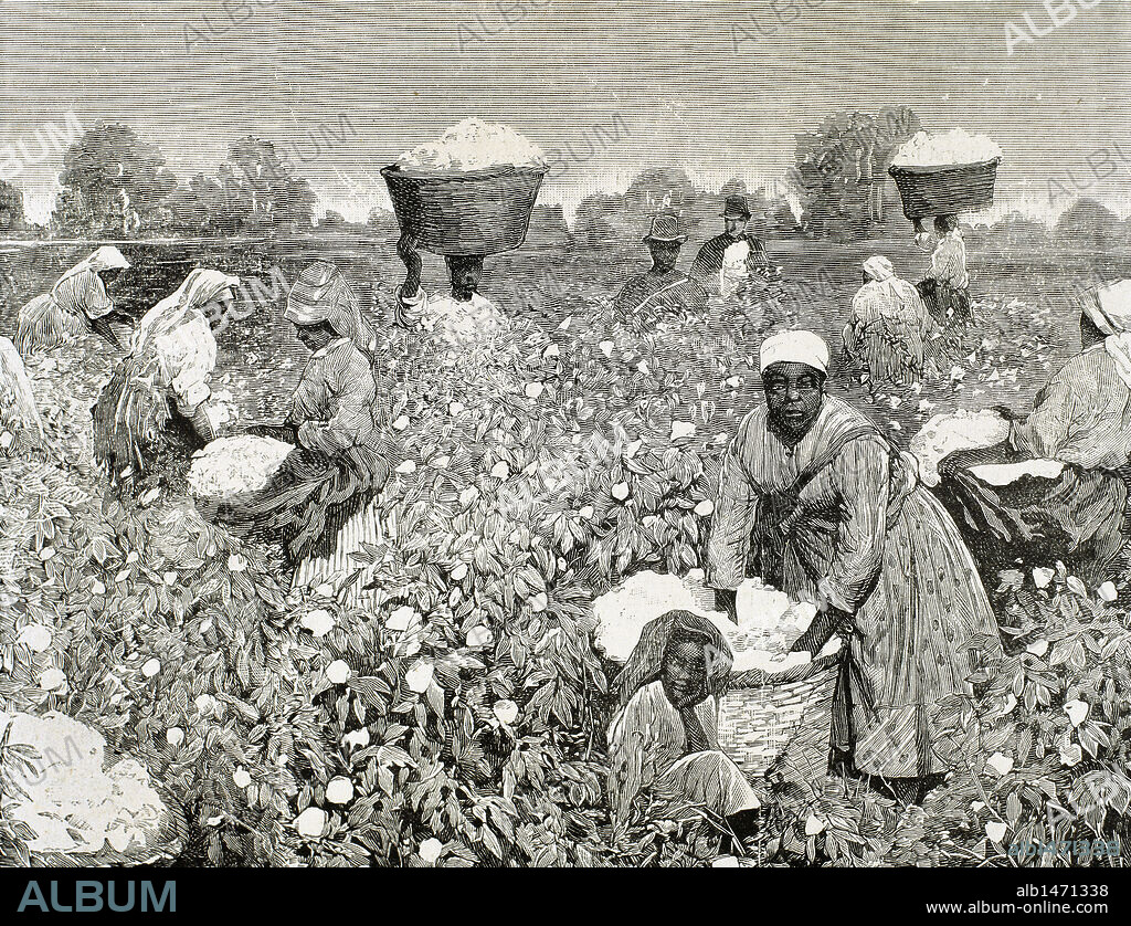 ESTADOS UNIDOS DE AMERICA. RECOLECCION DEL ALGODON. Grabado del año 1878.