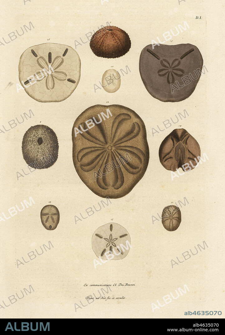 Sea urchins and their spines. Slate pencil urchin, Heterocentrotus mamillatus, Echinus mammillaris 8, long-spined urchin, Diadema setosum, Echinus setosa 10, cake urchins, Clypeaster species 12-17. Handcoloured copperplate drawn and engraved by Georg Wolfgang Knorr from his Deliciae Naturae Selectae of Kabinet van Zeldzaamheden der Natuur, Blusse and Son, Nuremberg, 1771. Specimens from a Wunderkammer or Cabinet of Curiosities of Johann Ambrosius Beurer.