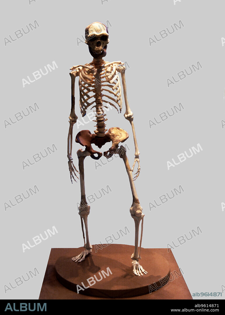 Complete Skeleton of the Talteüll Man, Homo Erectus type. 75 human remains discovered in 197, attributed to the 'Tautavel Man' or 'Arago XXI' (Tautavel, Roussillon) - before interpreted as an Homo Erectus, today as a pre-neanderthal.