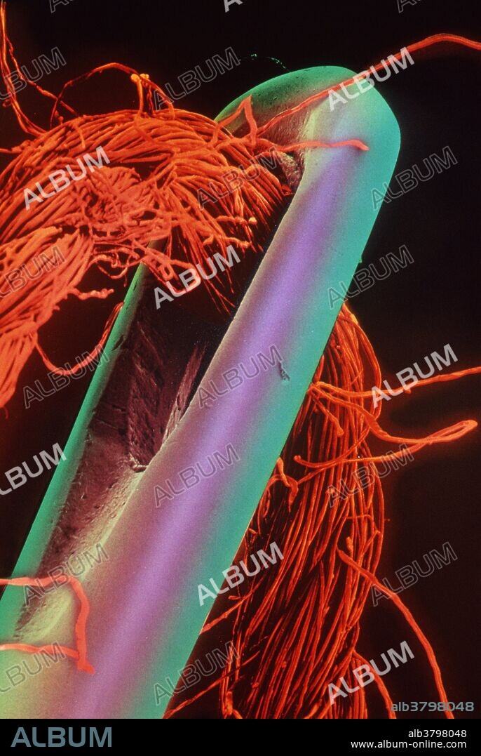 Needle and thread. Colored Scanning Electron Micrograph (SEM) of the eye of a needle, threaded with red cotton. The cotton appears as a bundle of fibers, some of which have bunched up and become tangled next to the needle's eye. Magnification: x16 at 35mm size; x32 at 5x7cm size.