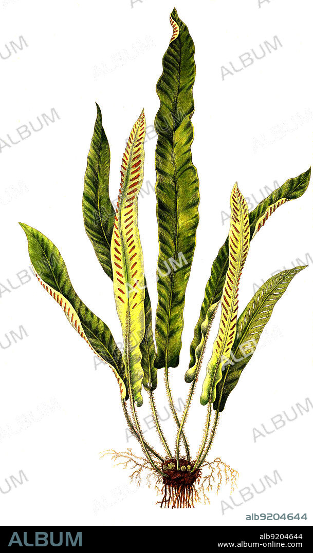 Hirschzungenfarn, Asplenium scolopendrium / Asplenium scolopendrium, commonly known as the hart's-tongue fern.