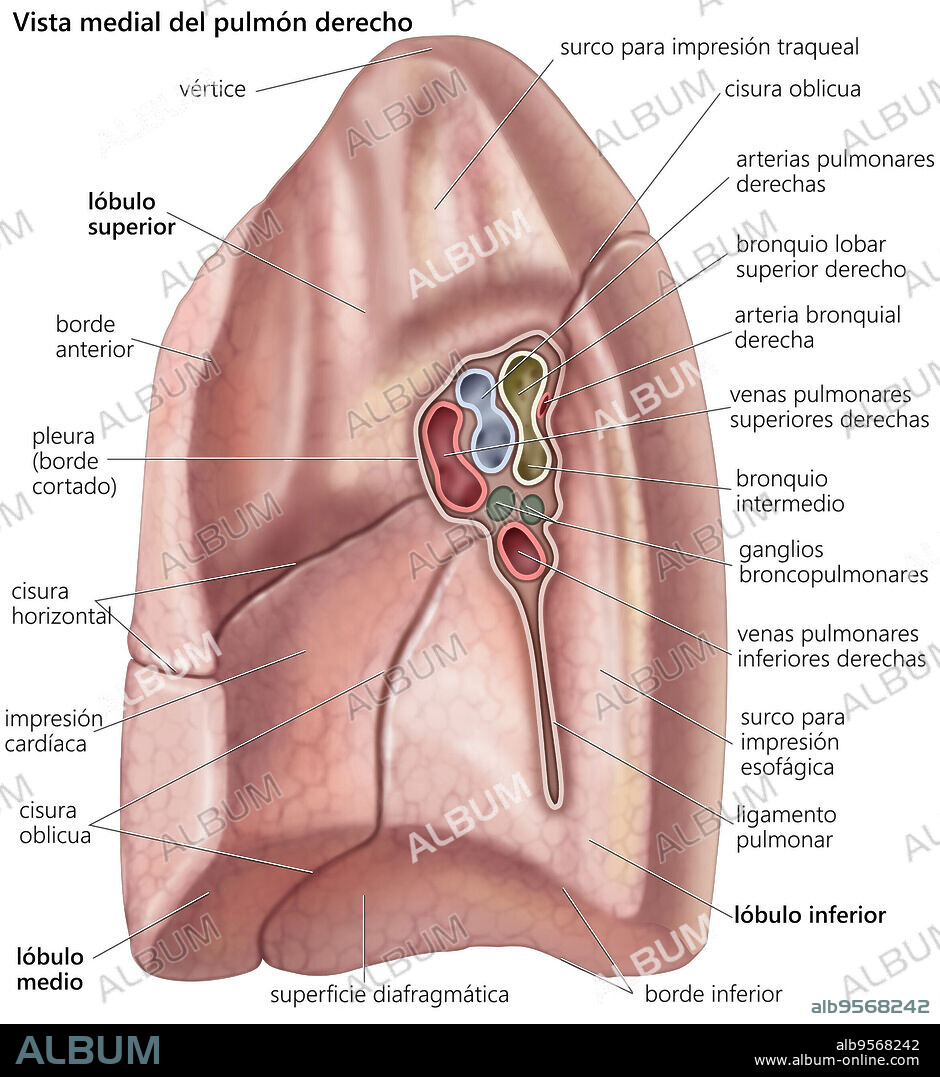 Medial view of the right lung.